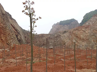 荒山复绿工程图片4