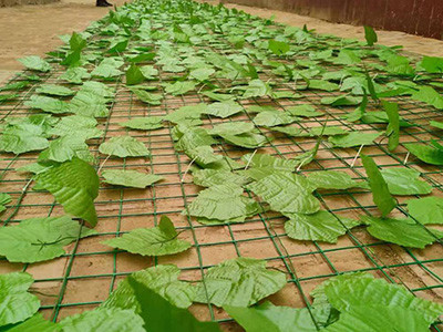 绿化铁丝网图片2