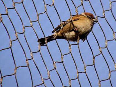 不锈钢绳网图片4