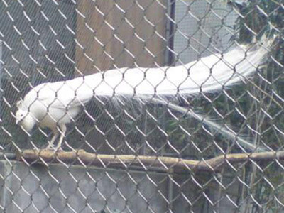 不锈钢绳网图片6